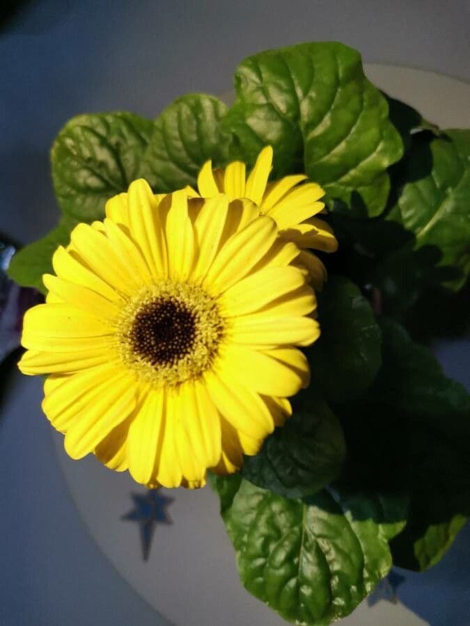 Gerbera Jamesonii 15