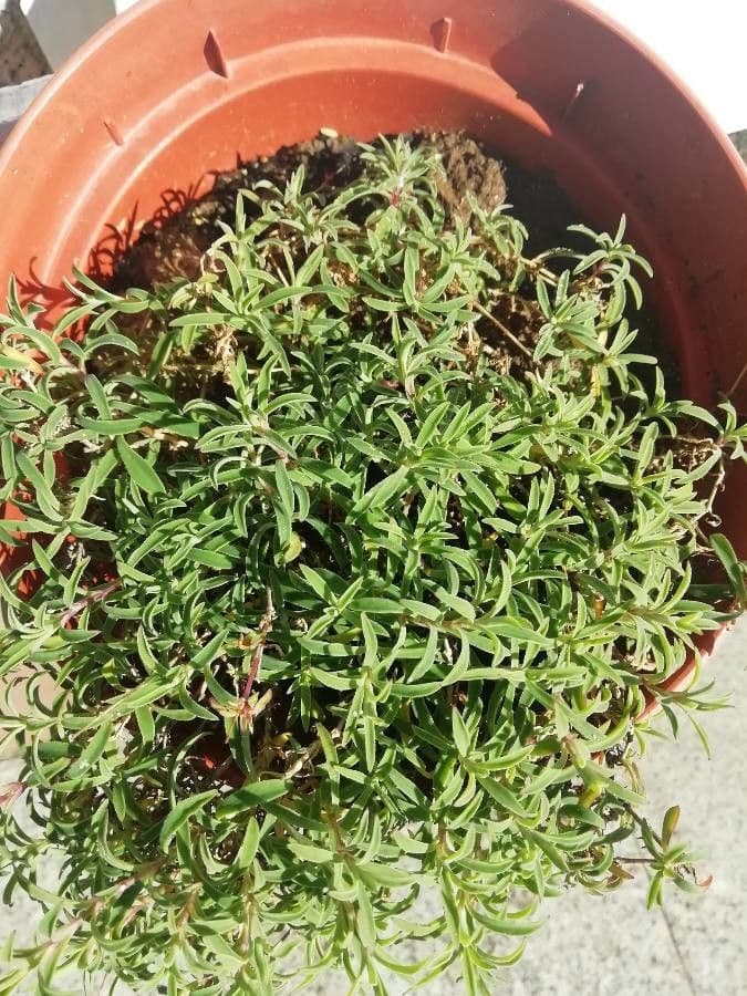 Cistus krétský 24