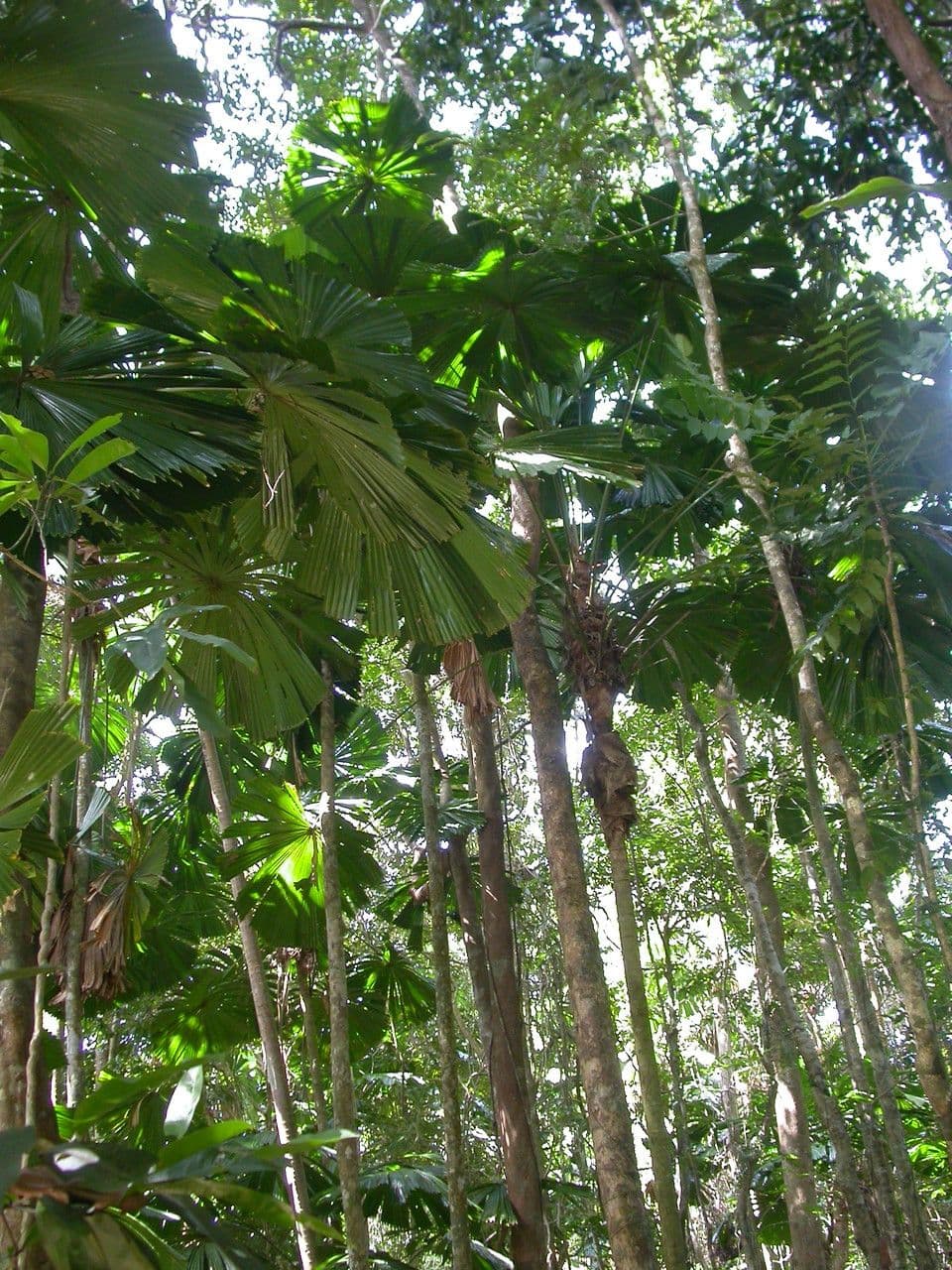 Licuala 2