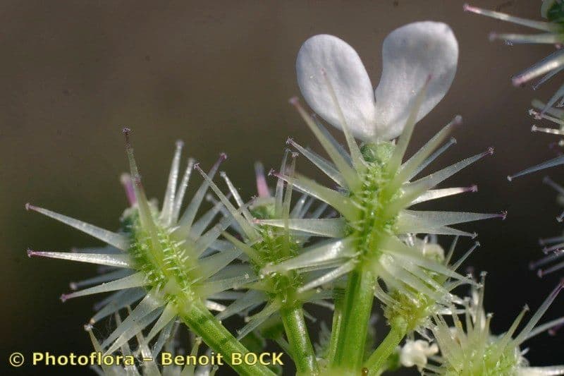 Carota selvatica irta 9