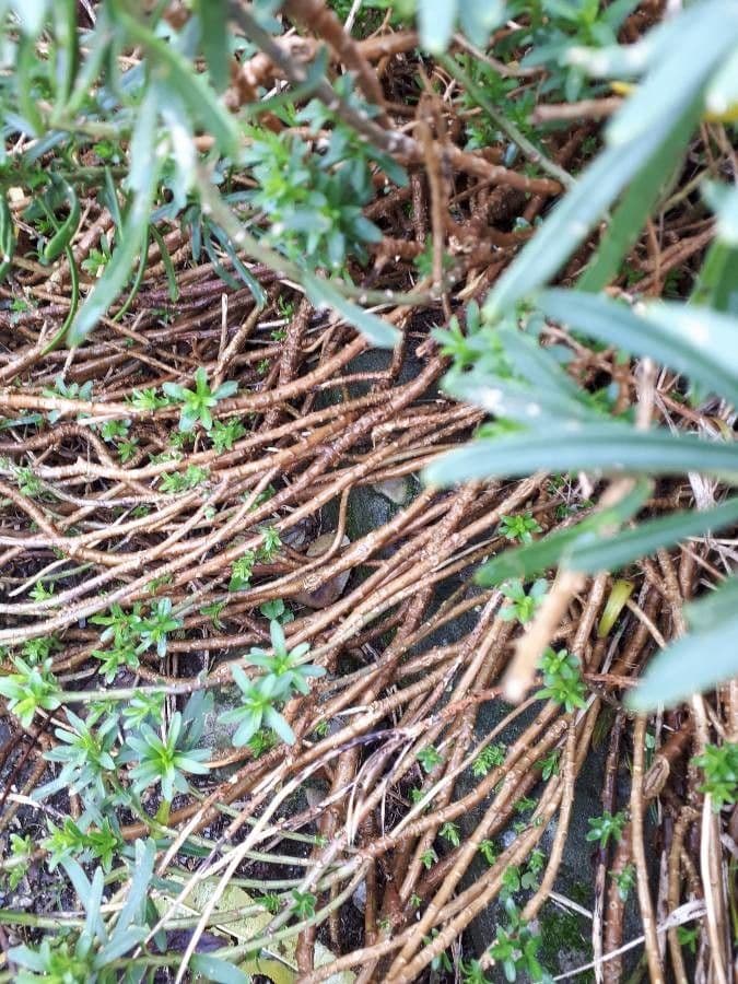 Iberis sempreverde 22