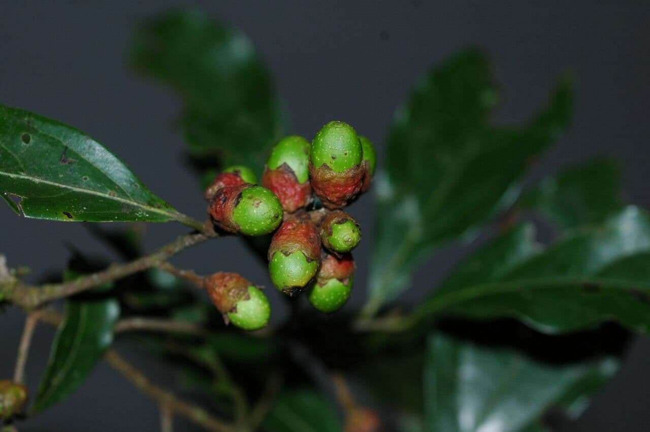 Ocotea