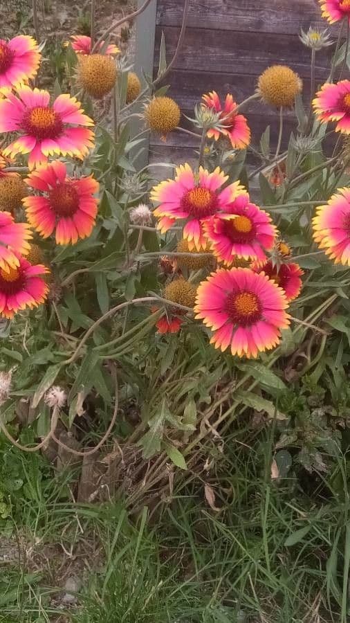 Gaillardia 14