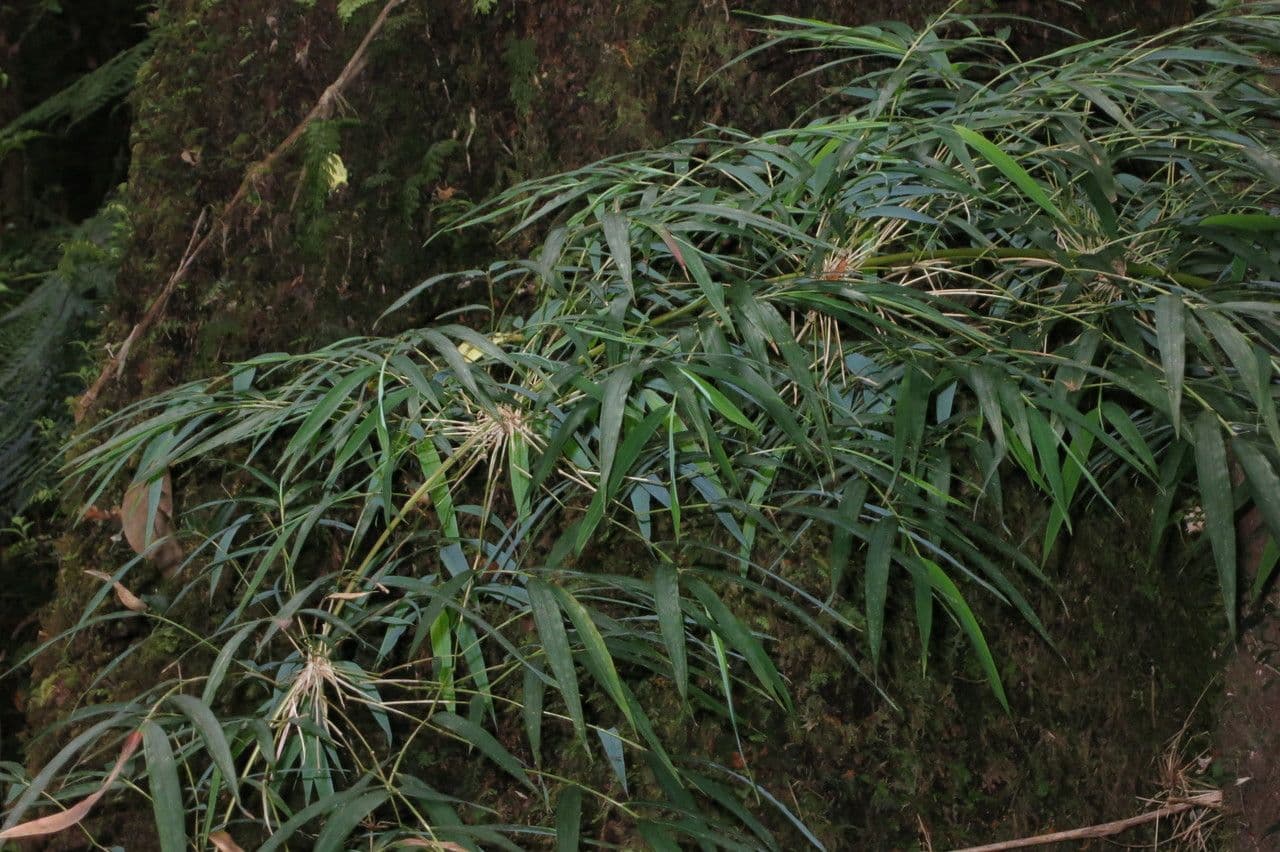 Chusquea quila 3