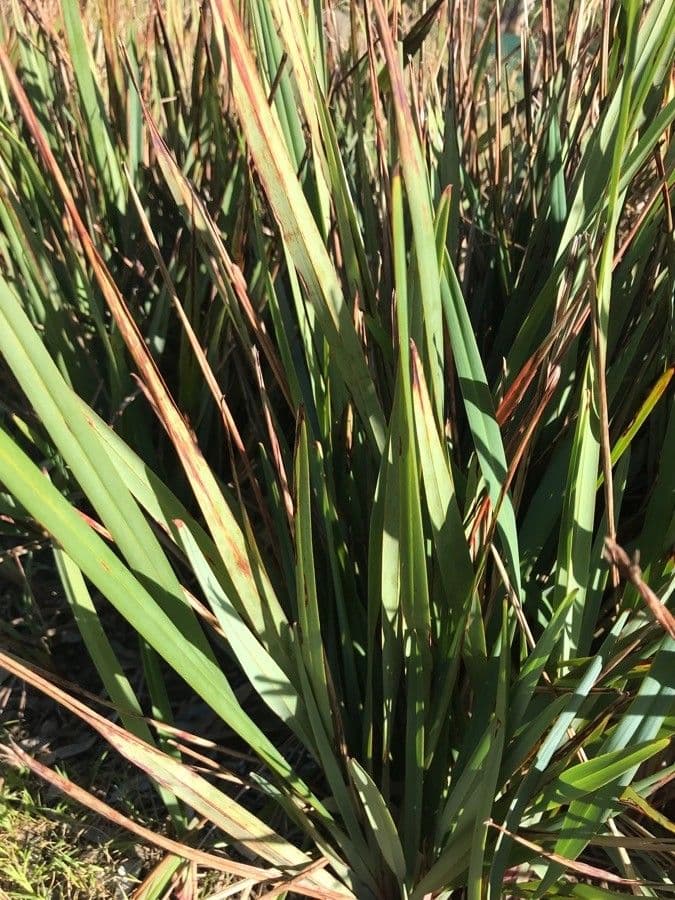 Dianella 12