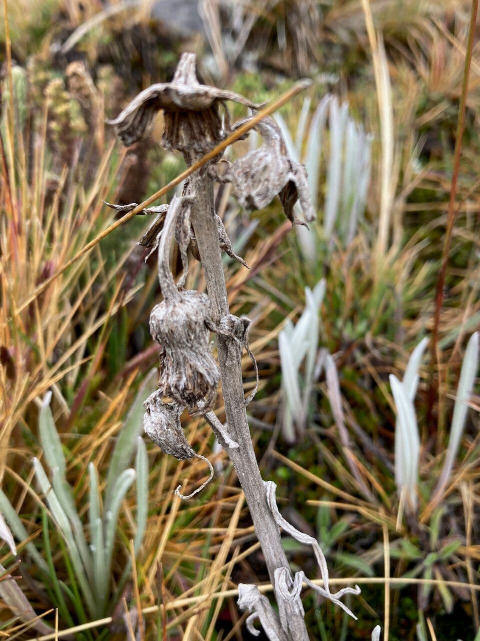 Senecio 2