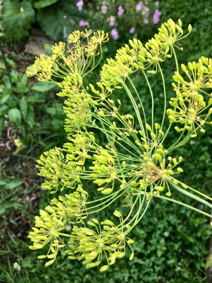 Dill 3