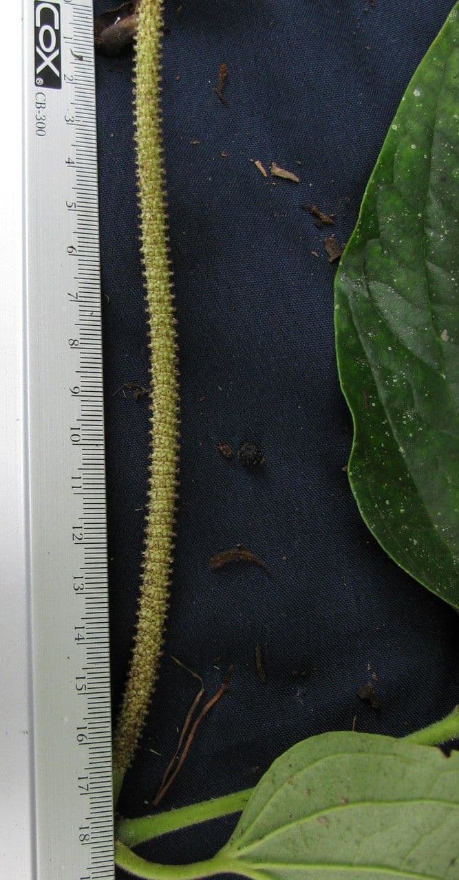 Dicknerviger Pfeffer 13
