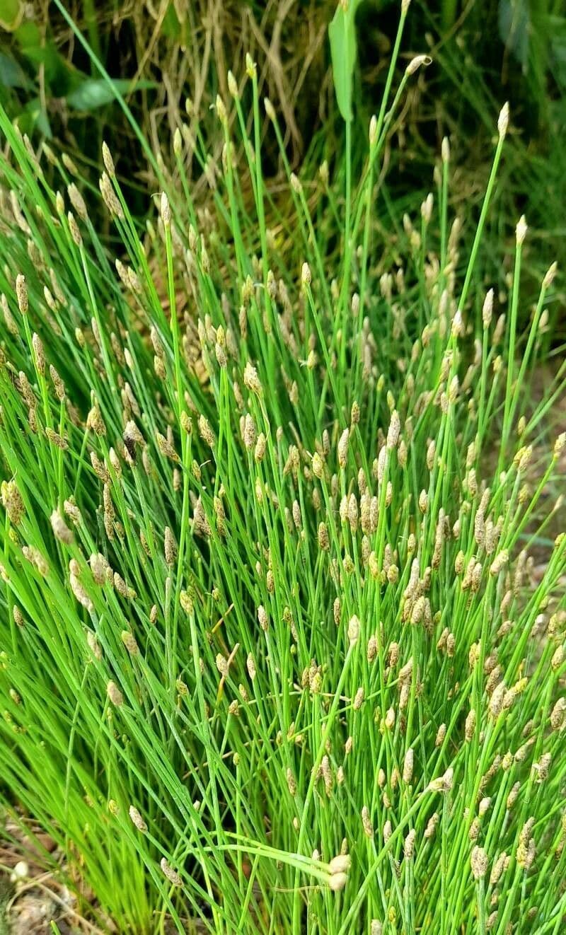 Sedge bonariensis 15