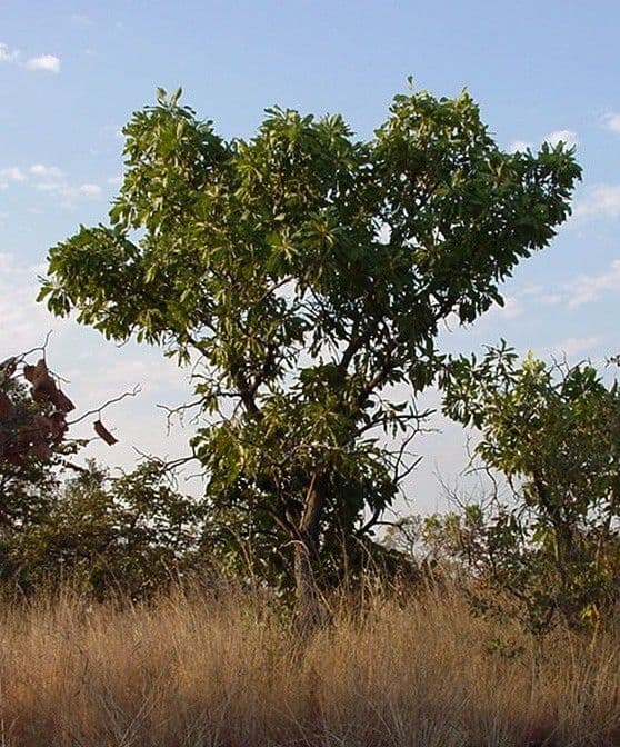 Terminalia 3