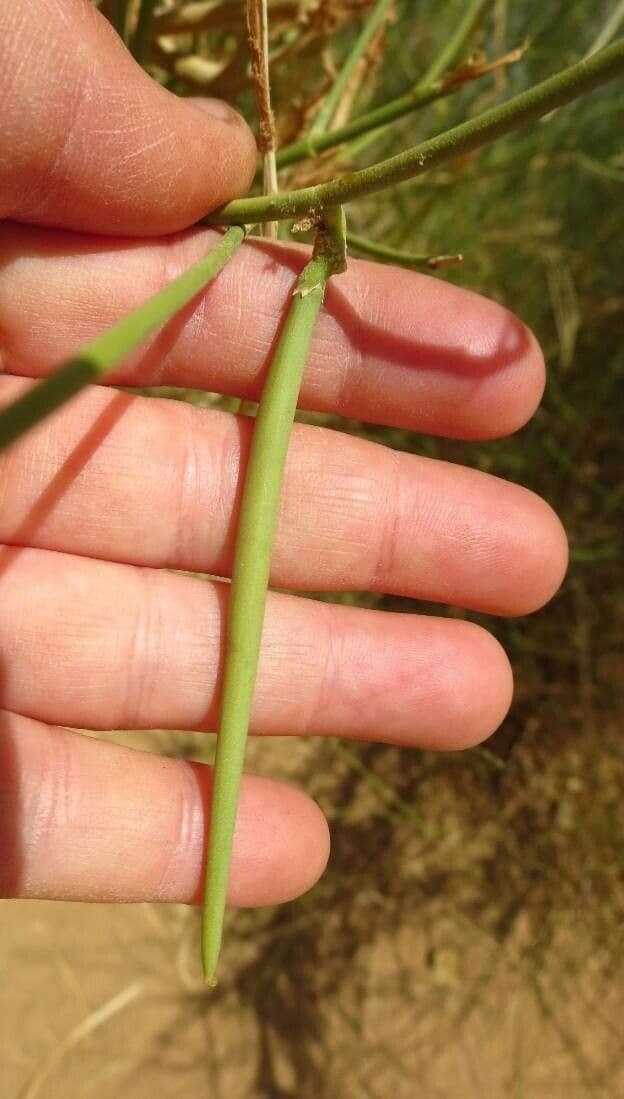 Leptadenia pyrotechnica 2