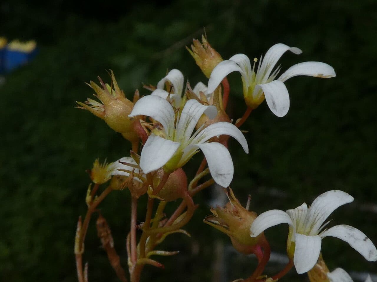 Zerbrechliche Steinbrech 6