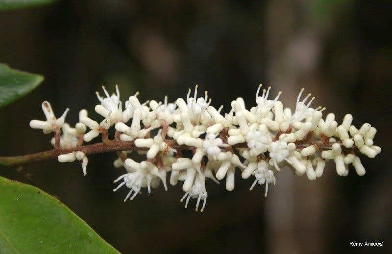 Citronella 7