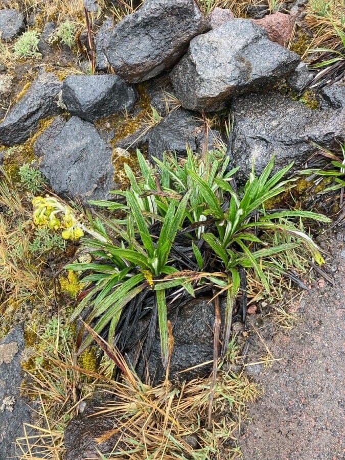 Senecio 8