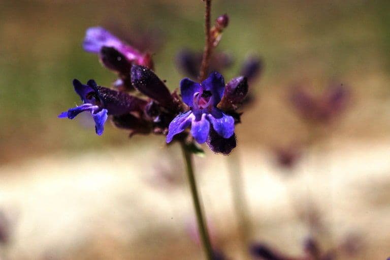 Penstemon esile 6