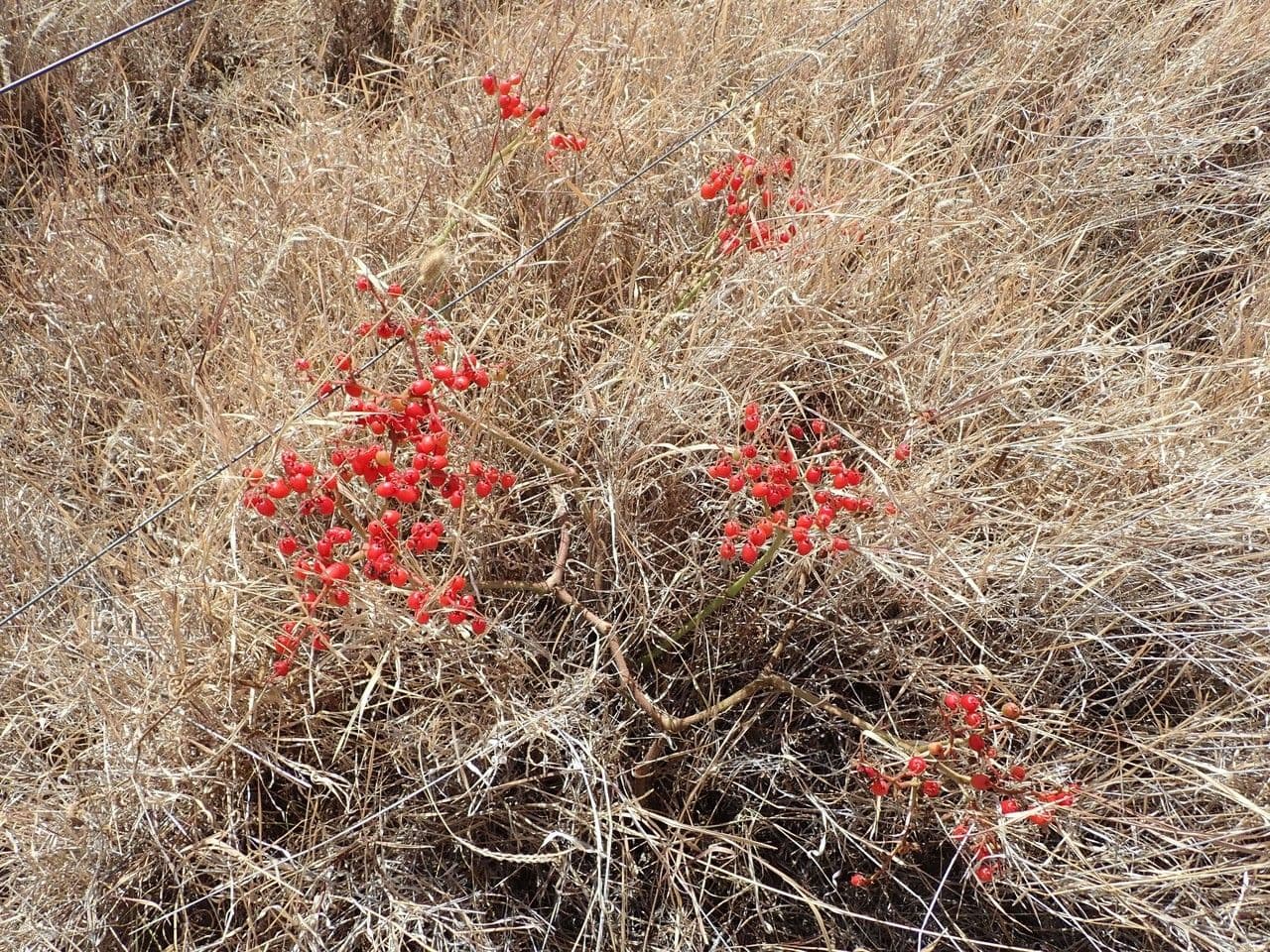 Cyphostemma 11