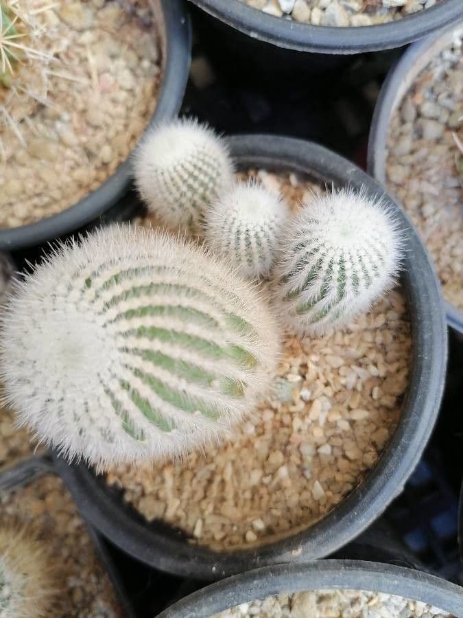 Parodia 12