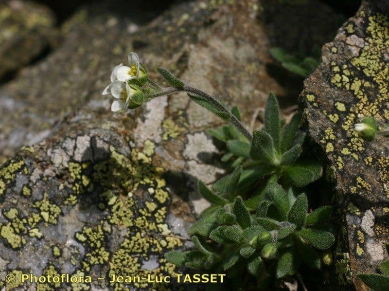 Draba 2