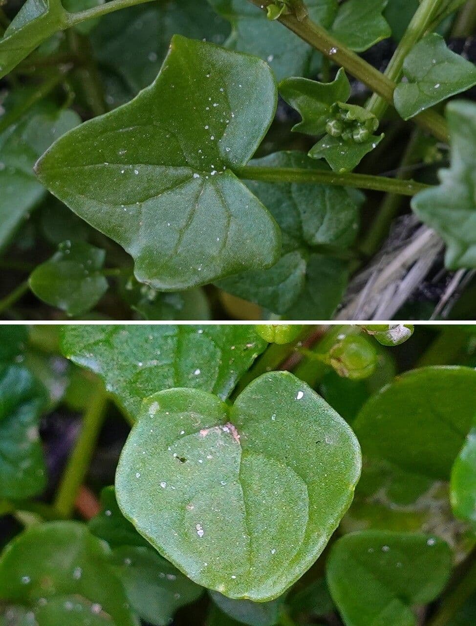 Coclearia danese 17