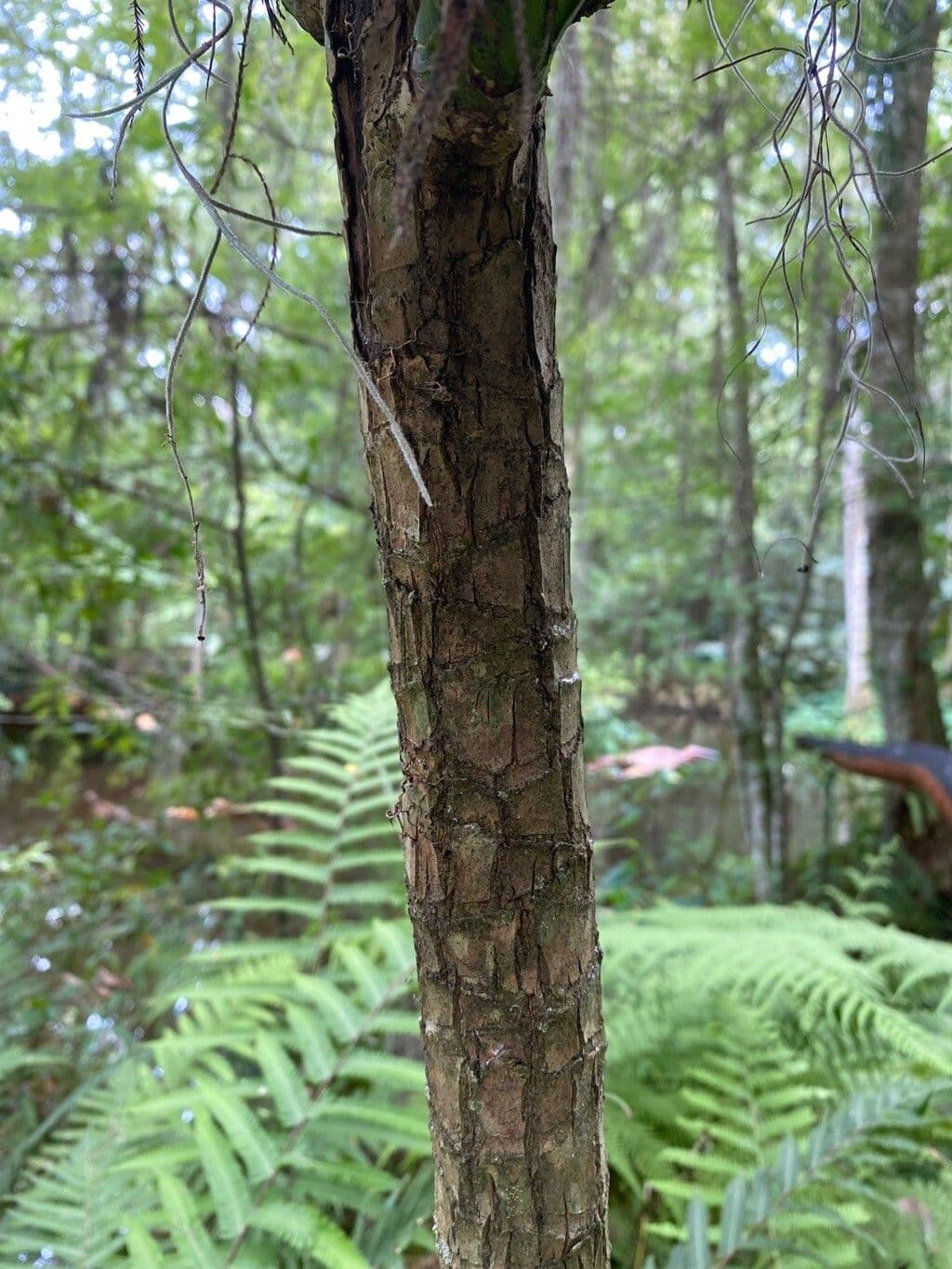 Cordyline stricta 18