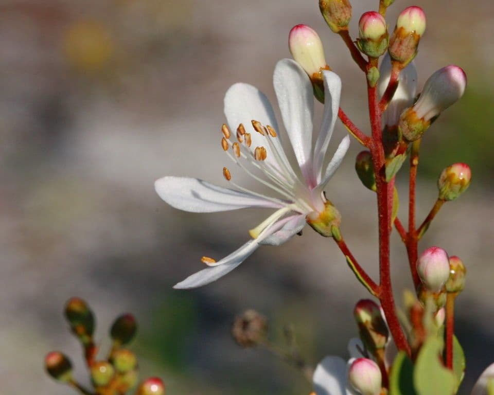 Teerblume 4