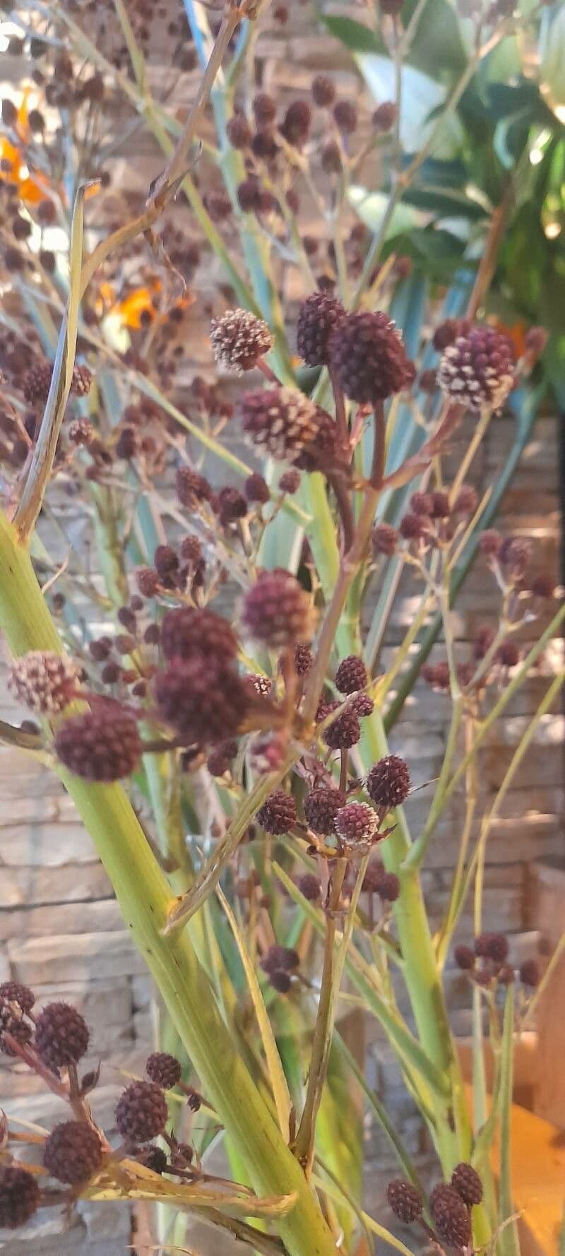 Panicaut à feuilles de pandanus 4