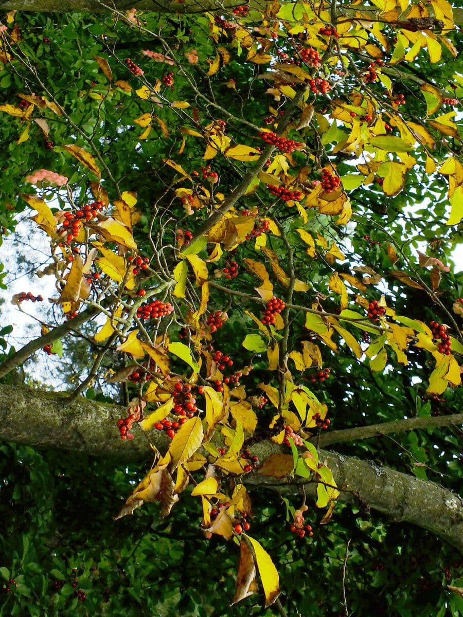 Ilex decidua 20
