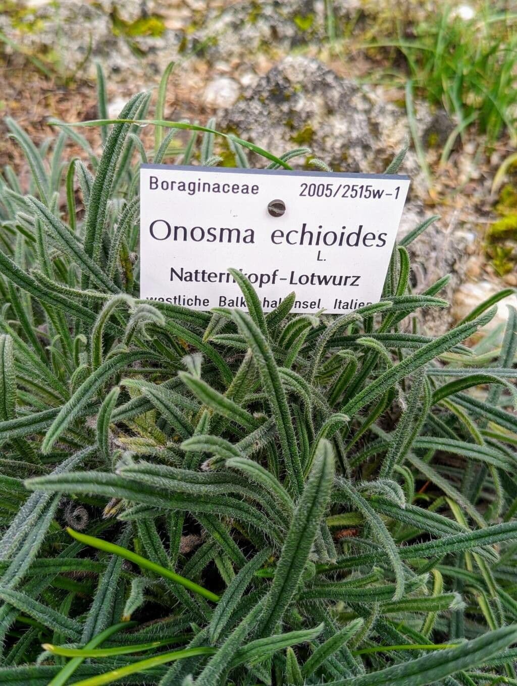 Onosma 6