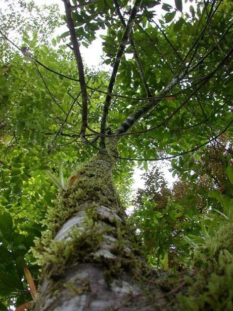 Nectandra 12