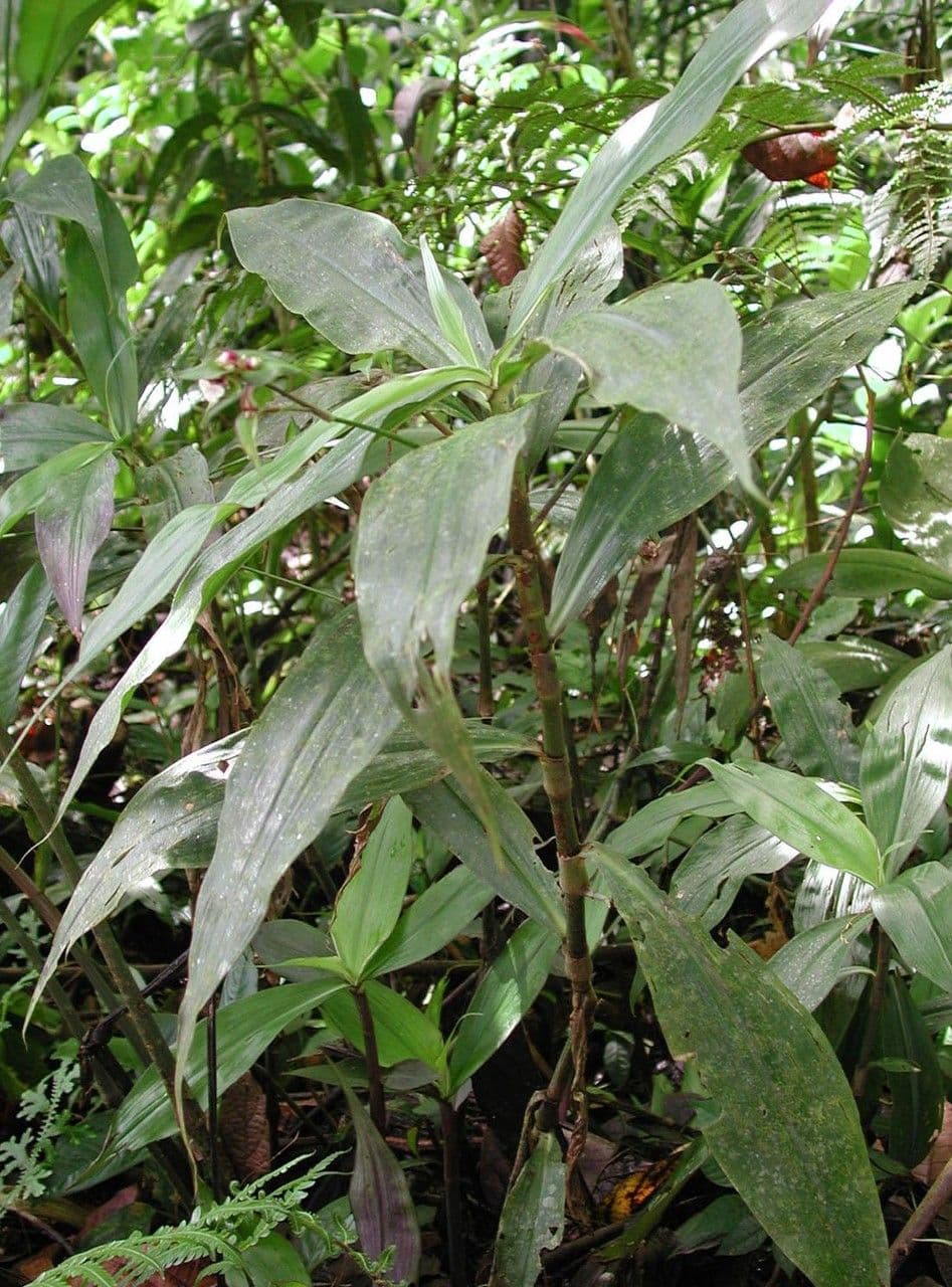 Cohitre blanco 10