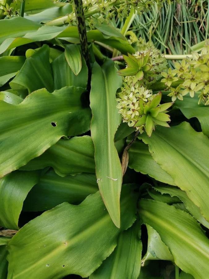 Eucomis 14