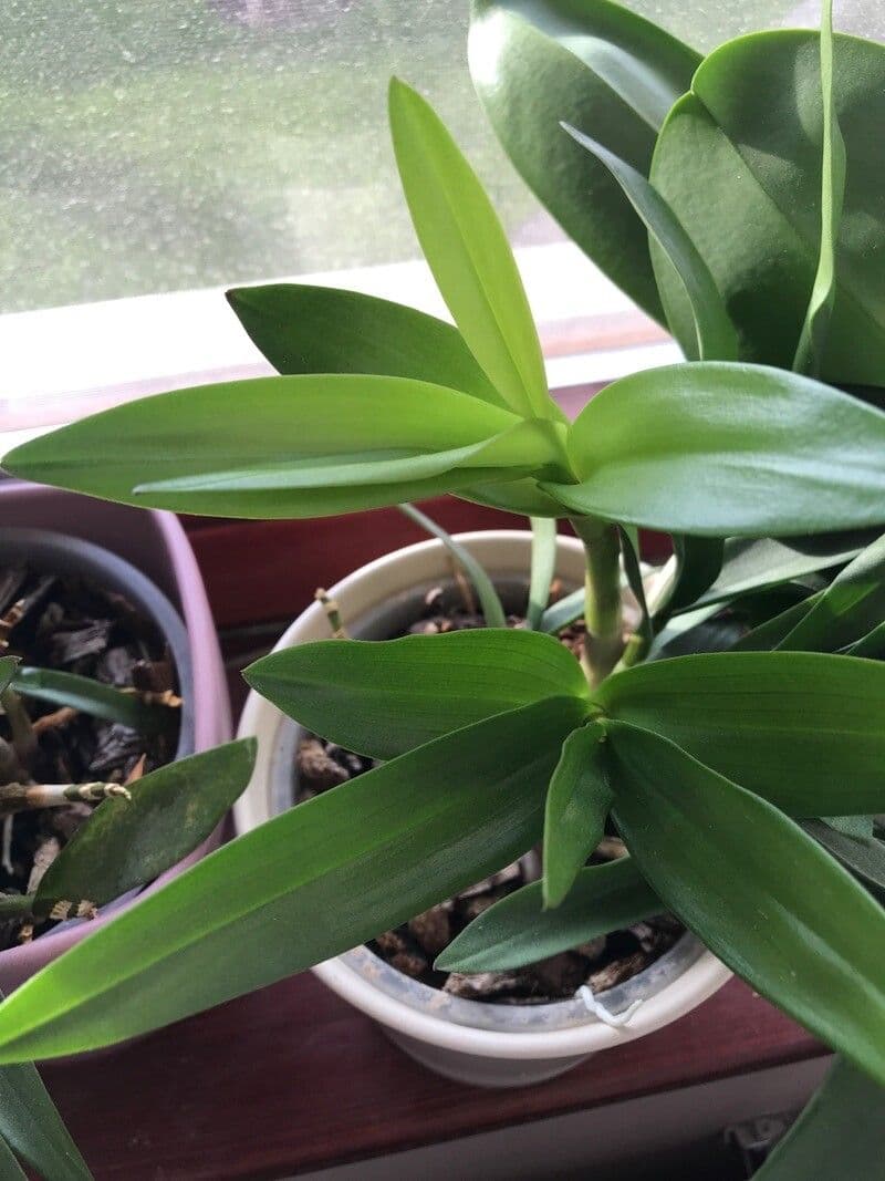 Dendrobium 10