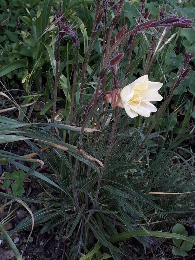 Onagra stricta 14