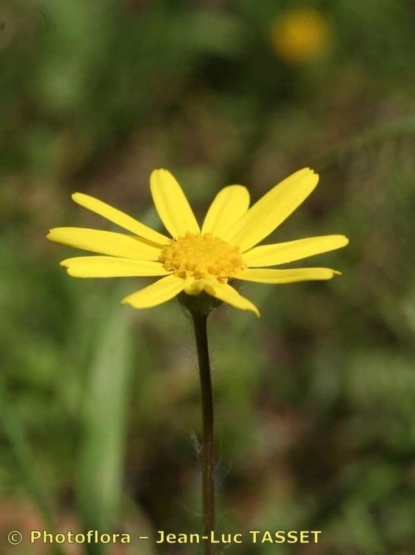 Séneçon nain 3