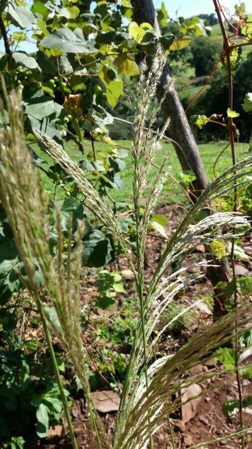 Sourgrass 4