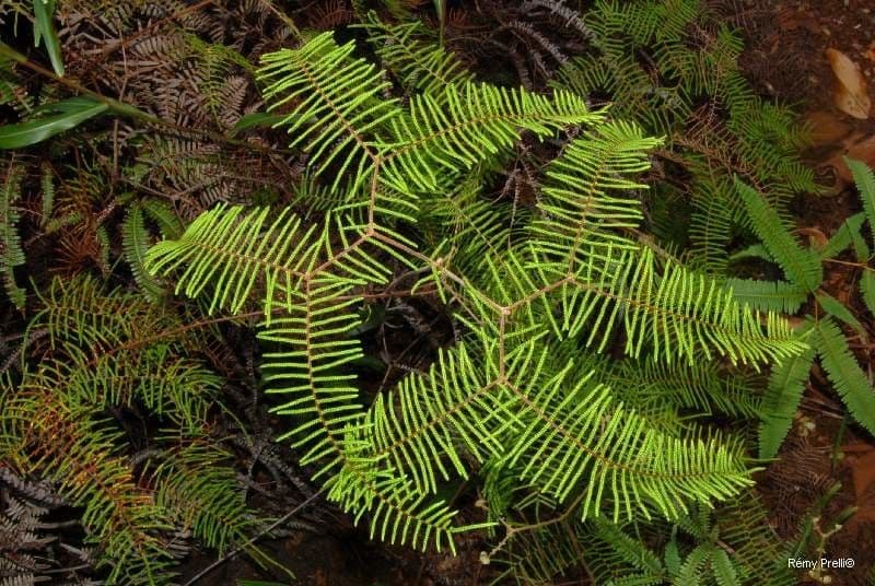 Gleichenia dicarpa 2