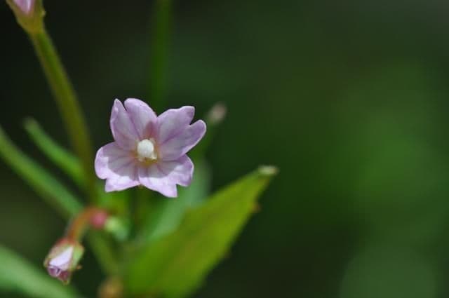 Epilobio di Hornemann 5