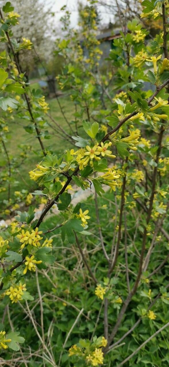 Ribes aureo 11