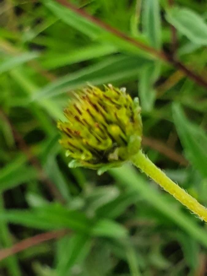 Wald-Aspilia 19