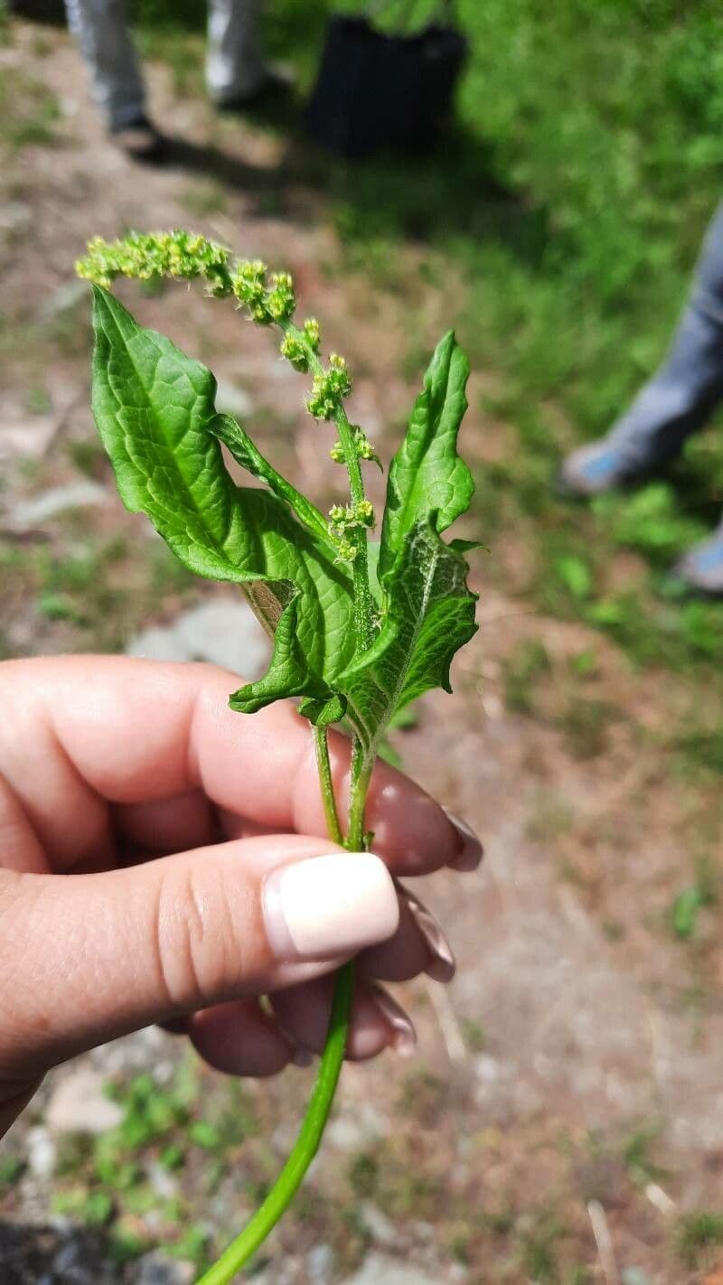 Komosa strzałkowata 19