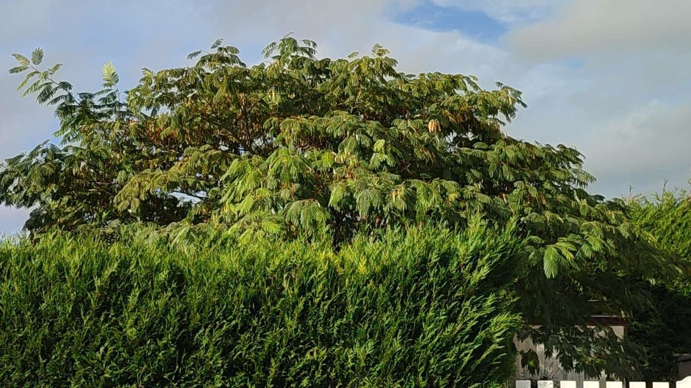 Albizia australiana 17