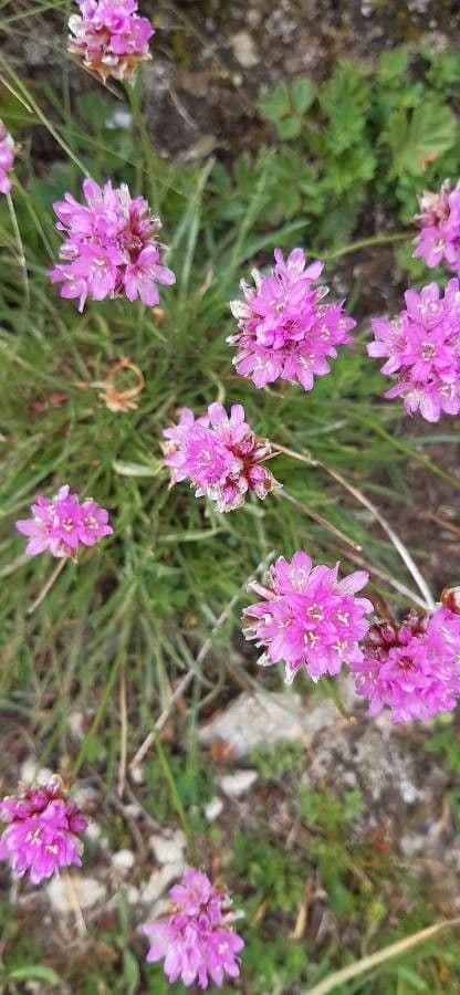 Armeria alpina 4