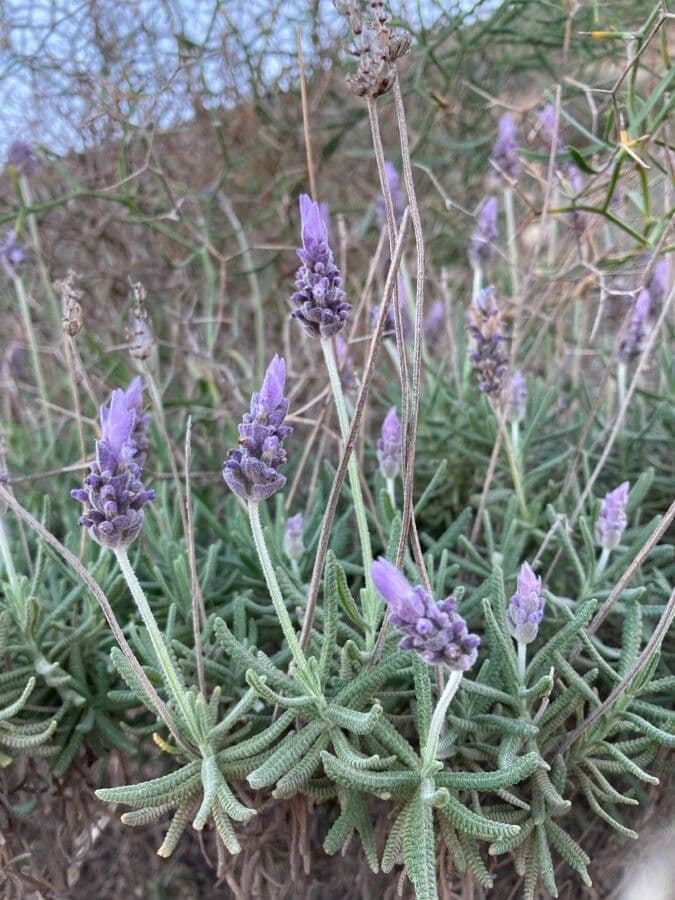 Lavanda dentata 17