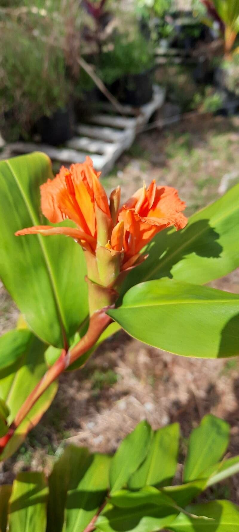 Lillier de gingembre