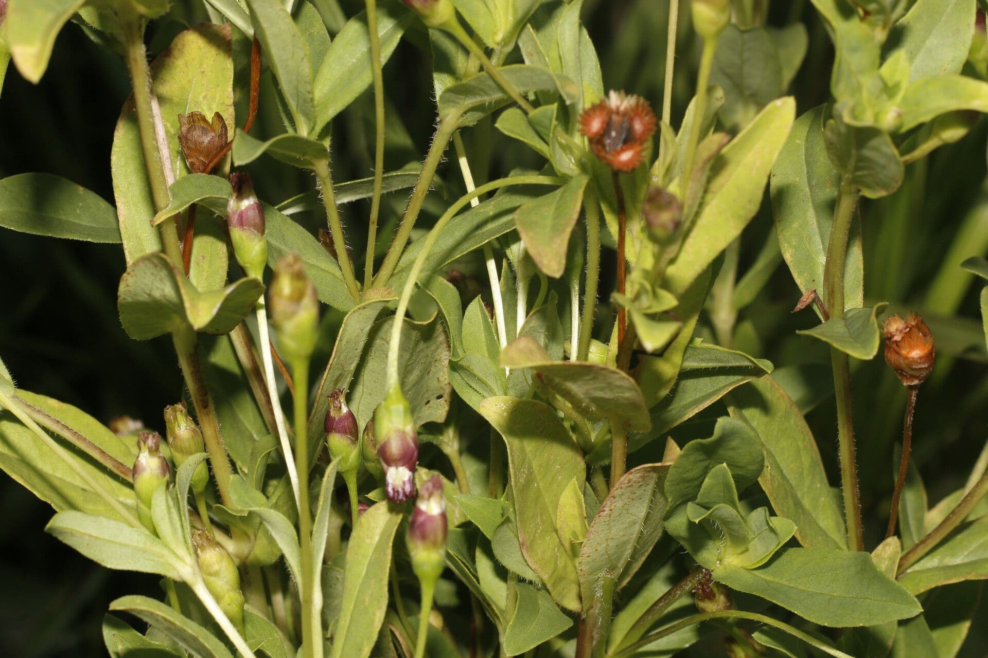 Espejoa 9