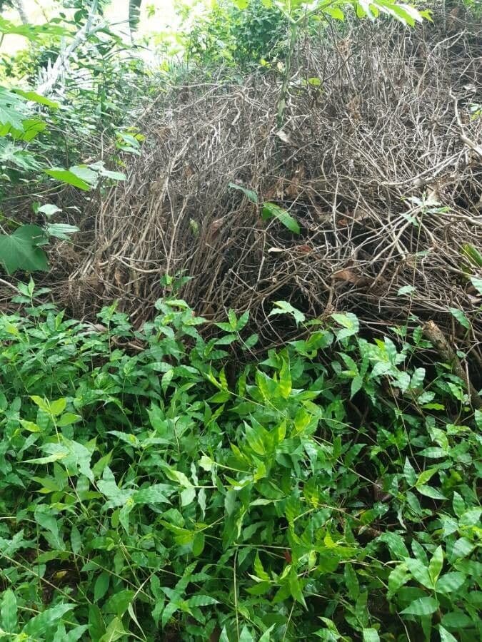 Wavyleaf basketgrass 5