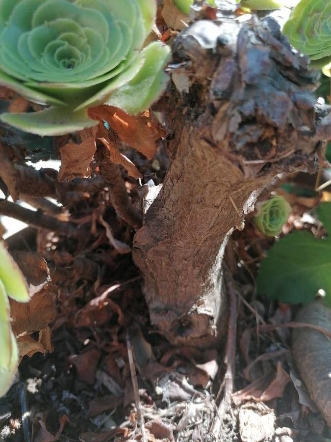 Aeonium aureum 13