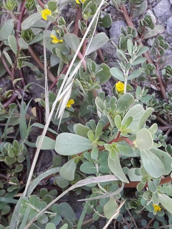 Porcellana comune 18