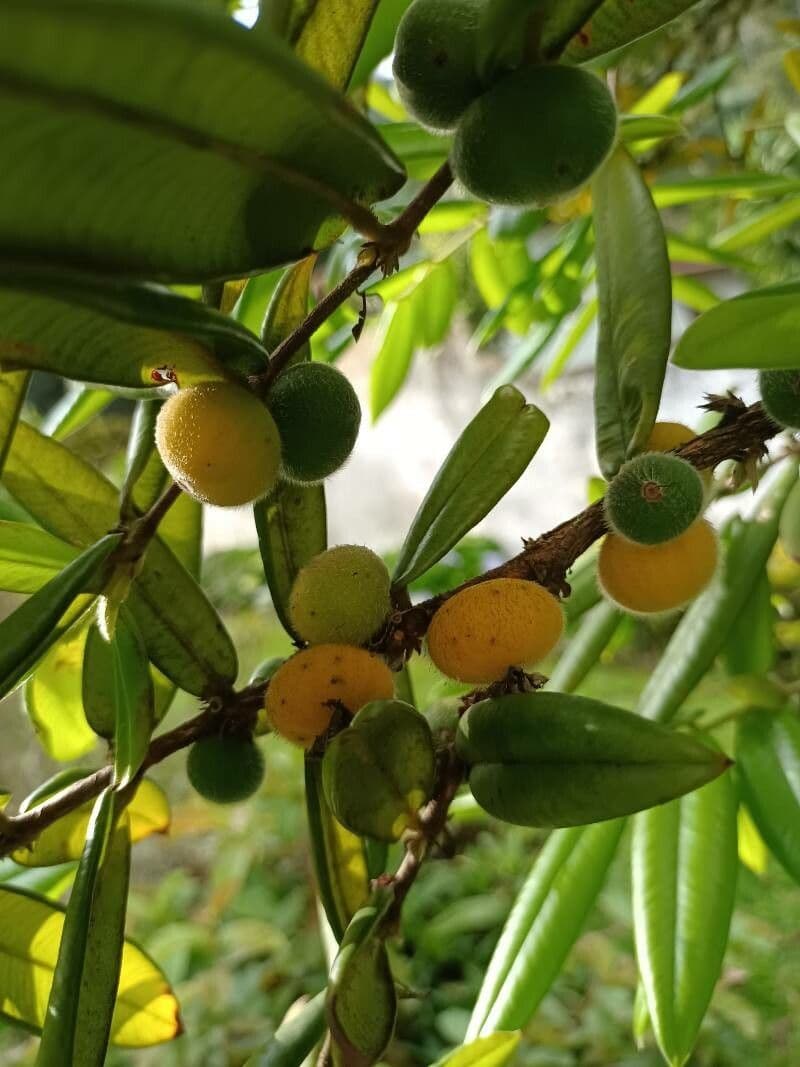 Mirciaria 2