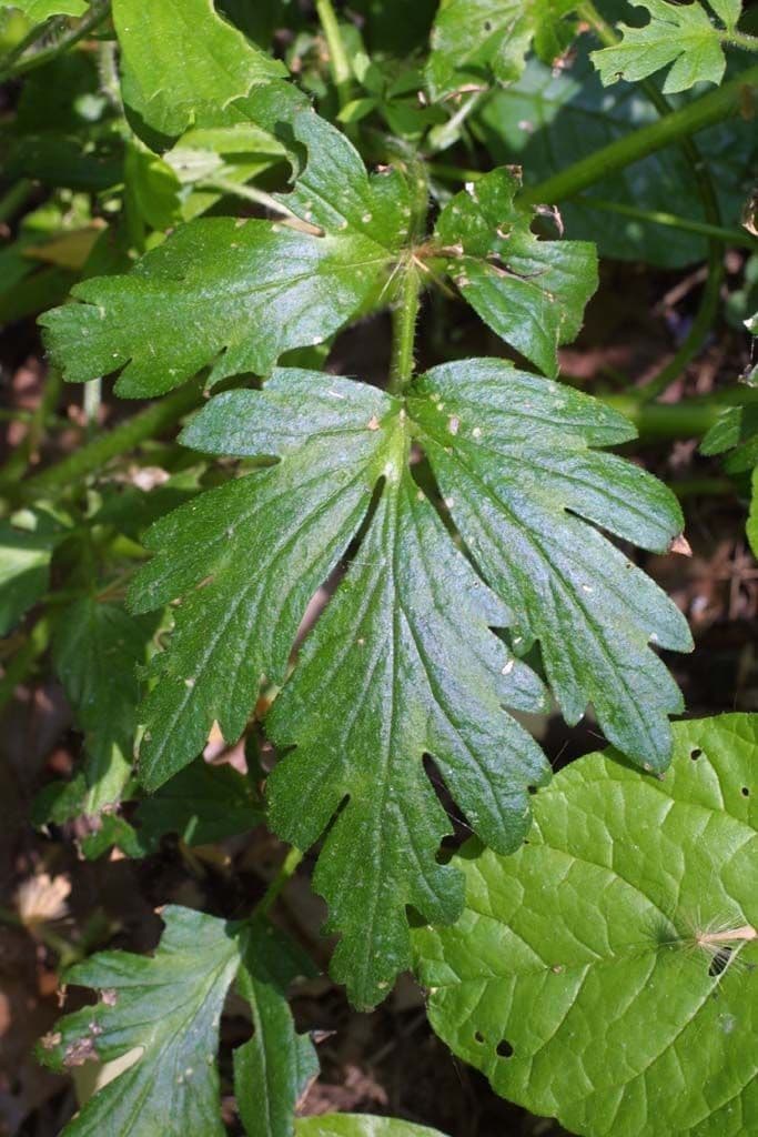 Phacelia bipinnatifida 14